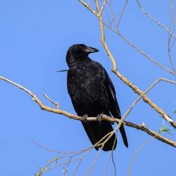 istock A carrion crow sitting on a small branch 2154091172