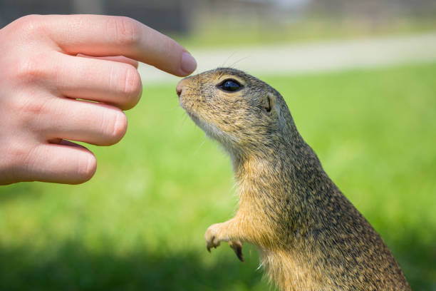 A European ground squirrel (Spermophilus citellus) in a green meadow in spring (Austria), exploring hand of a child