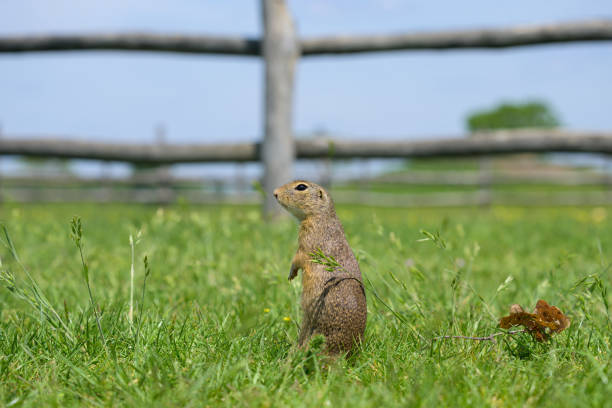 A European ground squirrel (Spermophilus citellus) in a green meadow in spring (Austria)