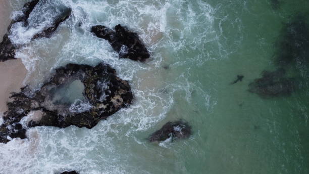 istock A shark swimming through crashing waves and rocks 2154091347