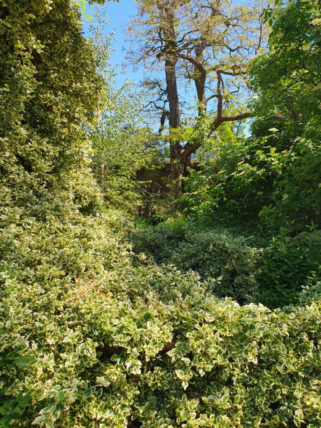 istock Evergreen euonymus charming, variegated foliage, vines 2154091406