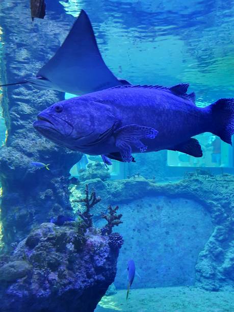 istock Grouper, a ray-finned fish from the rock perch family 2154091408