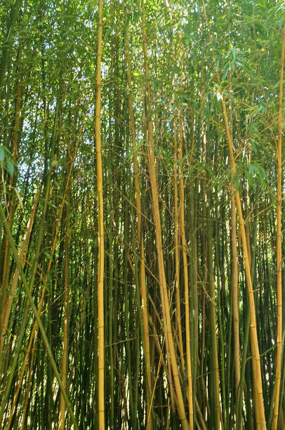 istock Bamboo grove, bamboo forest, green foliage, trunk 2154091445