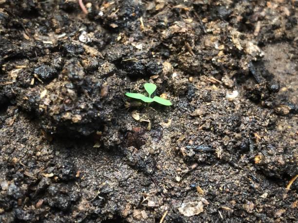 istock photo of a small plant 2154091982
