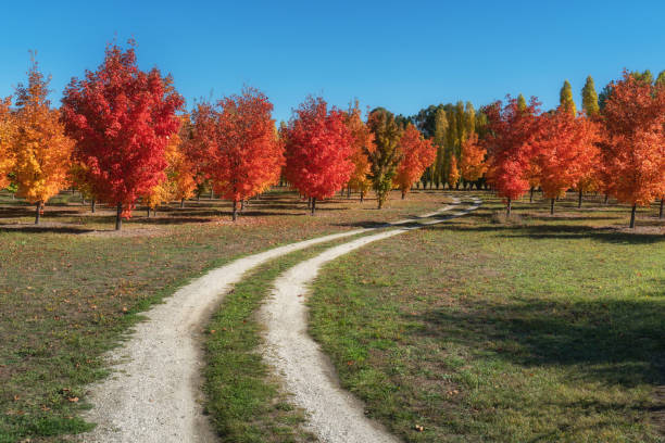 Autumn trees with yellow leaves along the asphalt road. Field with faded grass in the foreground