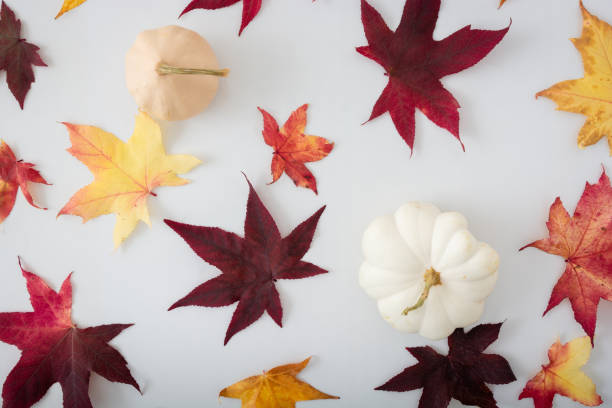 istock Leaves and pumpkins on white background 2154092592