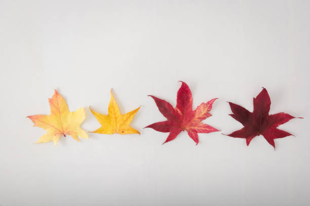 Autumn leaves in a row against white background