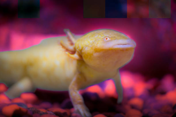 istock Axolotl in the water 2154093051