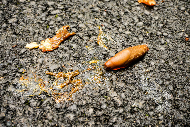 istock Slug in a forest in northern Spain 2154094416
