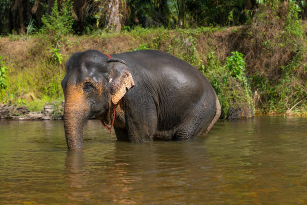 istock A large elephant standing in a river in Bali, having a bath and cleaning itself. 2154094521