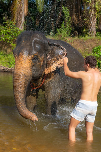 istock A large elephant standing in a river, a young male tourist helping the elephant with a mud bath. 2154094536