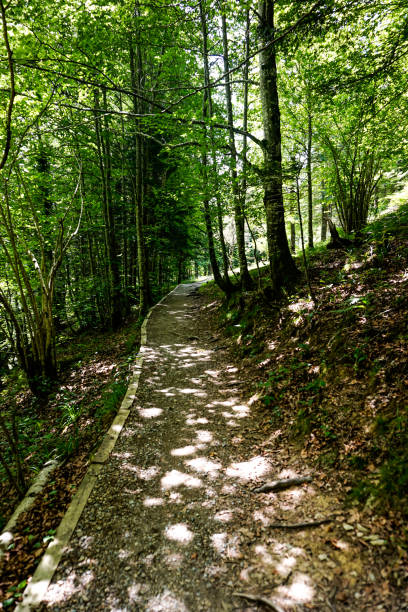 istock Path in the middle of a forest in northern Spain 2154095152