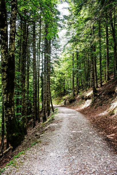istock Path in the middle of a forest in northern Spain 2154095395