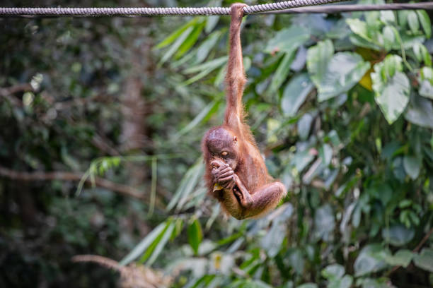 Juvenile orangutan, Pongo pygmaeus hanging relaxed in a rope. The picture is taken in Sepilok in the north eastern part of Borneo. Sepilok is both a place for reintroducing orangutans into nature and a meeting point for the wild animals - primarily because the easy access to food