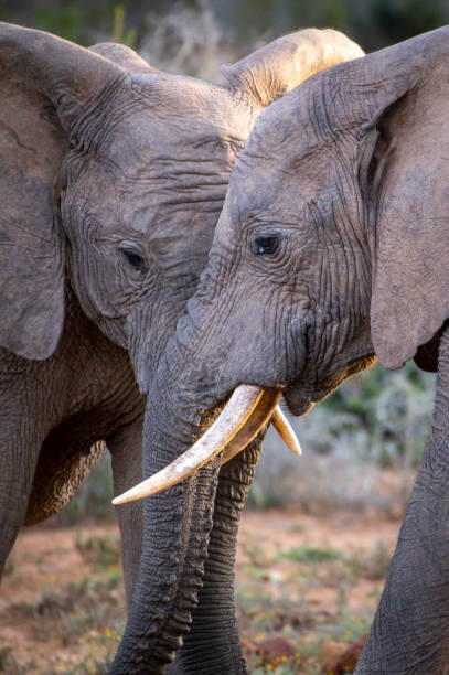 istock African elephants showing affection in the wild 2154097039