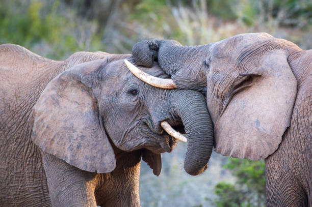 Close-up of two African elephants showing a bond in the wild African savannah.