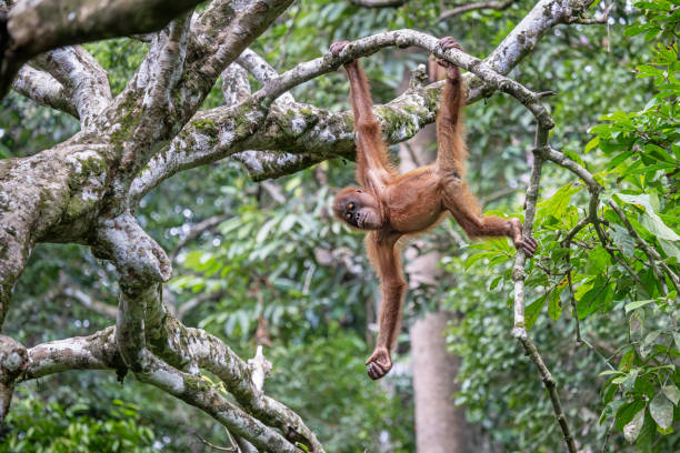 Juvenile orangutan hanging in a branch in the jungle
