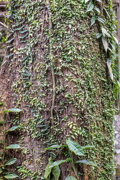Climbing plant in a tropical rainforest jungle. The picture is taken in the jungle near Sepilok in the north eastern part of Borneo.