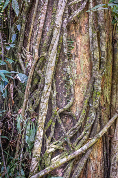 istock Climbing plant in a tropical rainforest jungle 2154097486
