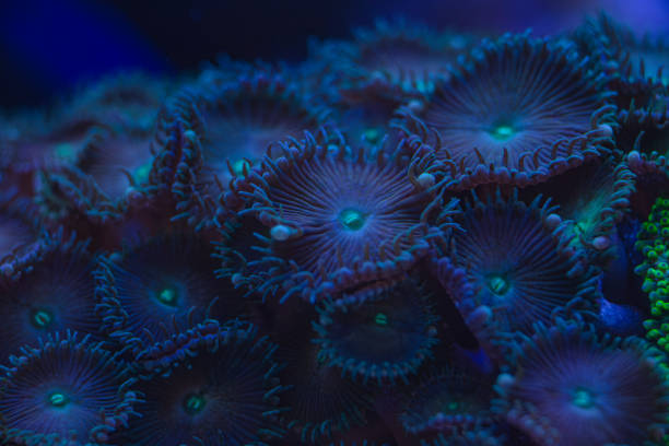 istock marine soft coral Zoanthus macro photo, selective focus 2154097983