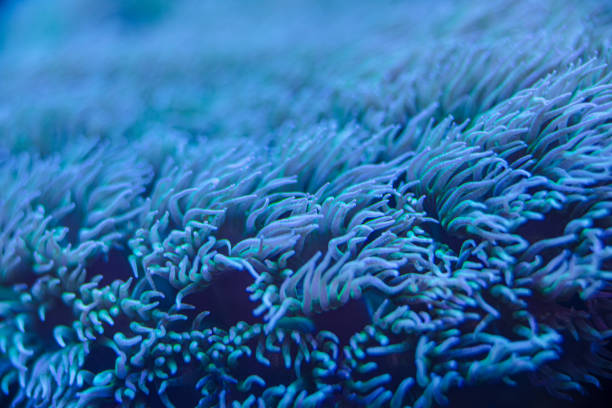 istock sea coral Euphyllia macro photo, selective focus 2154097984