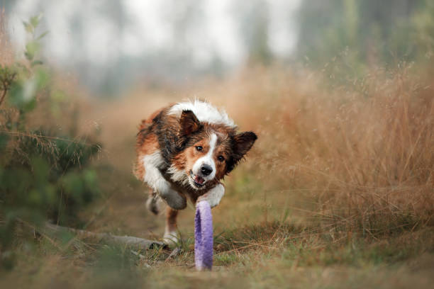 Dog border collie runs with toy on the track through the field