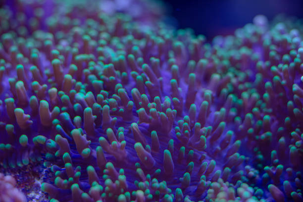 istock sea soft coral Rhodactis macro photo, selective focus 2154098004