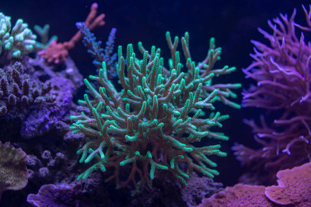 istock beautiful sea reef, colony of SPS corals 2154098219