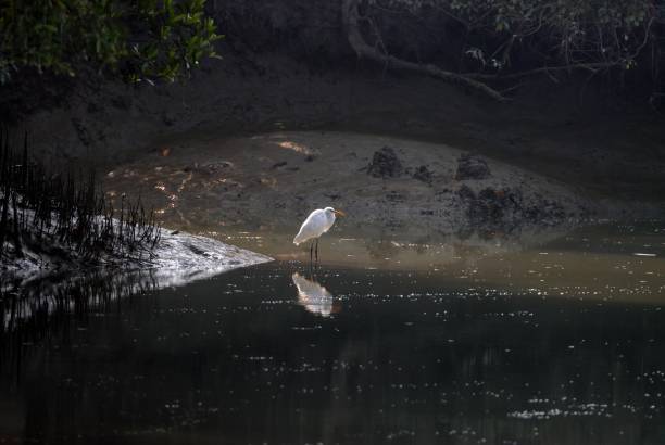 Egret in Sundarbans.this photo was taken from sundarbans mangrove forest,Bangladesh.