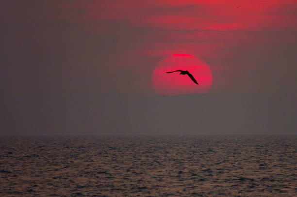 setting sun against the backdrop of the sea with a seagull flying Baltic Sea coast city of Hel.