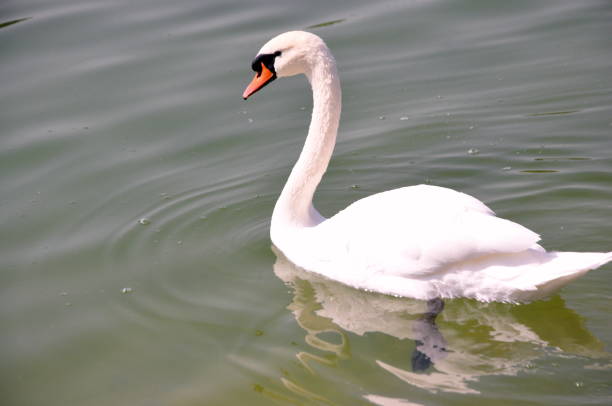istock White swan swimming on the lake 2154100045