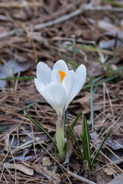 Crocuses flowers come in various colors.
