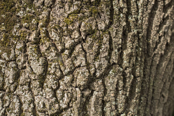 istock Close-up of tree bark with green moss, brown-gray textured bark 2154104341