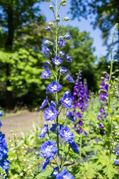 istock A refreshing light blue delphinium flower that blooms in early summer. 2154104363