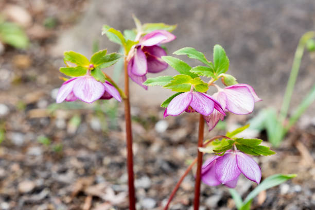 Hellebore flowers are very beautiful with abundant colors and petal shapes.