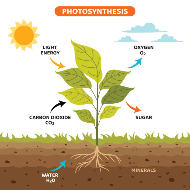 The Diagram Of Photosynthesis Process