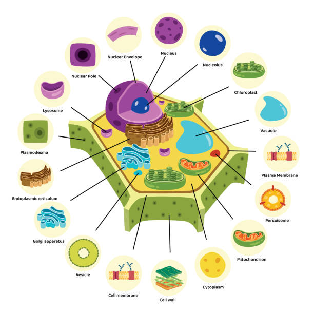 Perixomas Peroxisome In A Cell