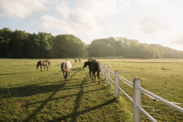 Horses on a farm field at sunset