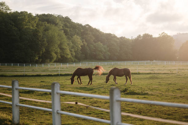 Horses on a farm field at sunset