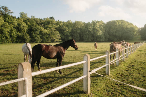 istock Horses on a farm field 2154106296
