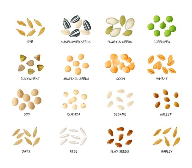 Millets Cartoon 320+ Millet Cartoon Stock Illustrations, Royalty-Free Vector Graphics ...