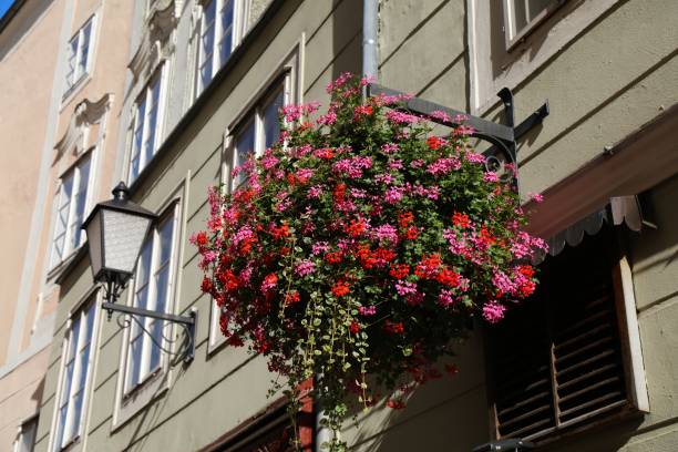 istock Municipal geranium flower decoration in Austria 2154107103