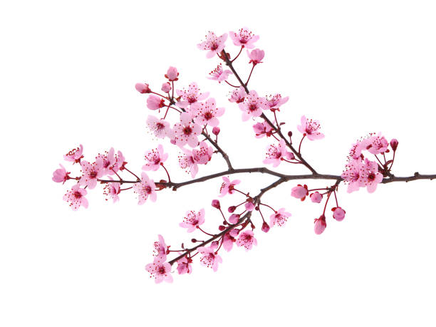 istock Pink spring blossom, cherry blossom isolated on white, floral card 2154108508