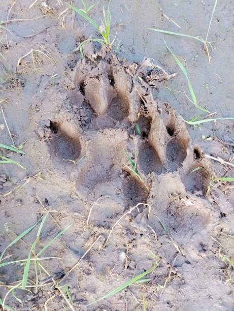 istock trace of a wild animal 2154108549