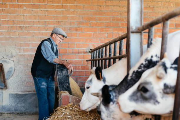 istock Elderly Farmer Distributing Feed to a Herd of Cows in a Rustic Barn 2154108617