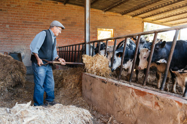 Old Man Standing in Front of Cows in a Barn