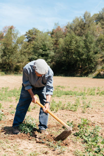 istock Elderly Peasant Man Tilling Soil With Hoe in Sunlit Field During Midday 2154108747