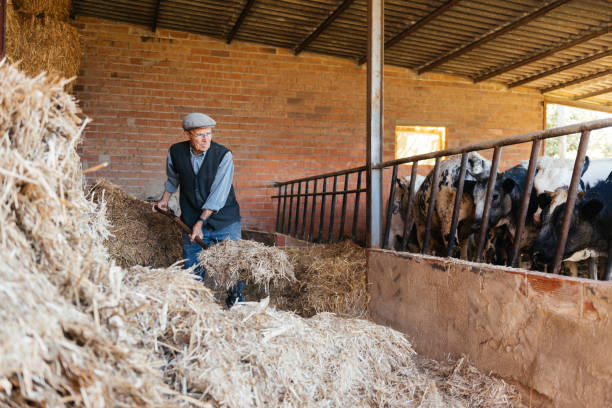 istock Man With a Pitchfork Standing Next to Pile of Hay 2154108851