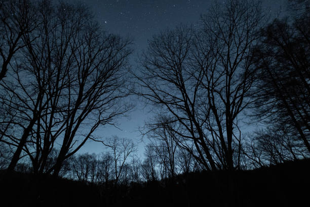 Beautiful starry sky seen from the forest
