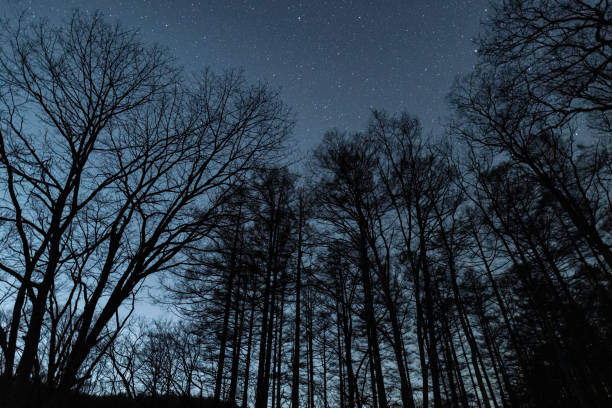 istock Beautiful starry sky seen from the forest 2154109468